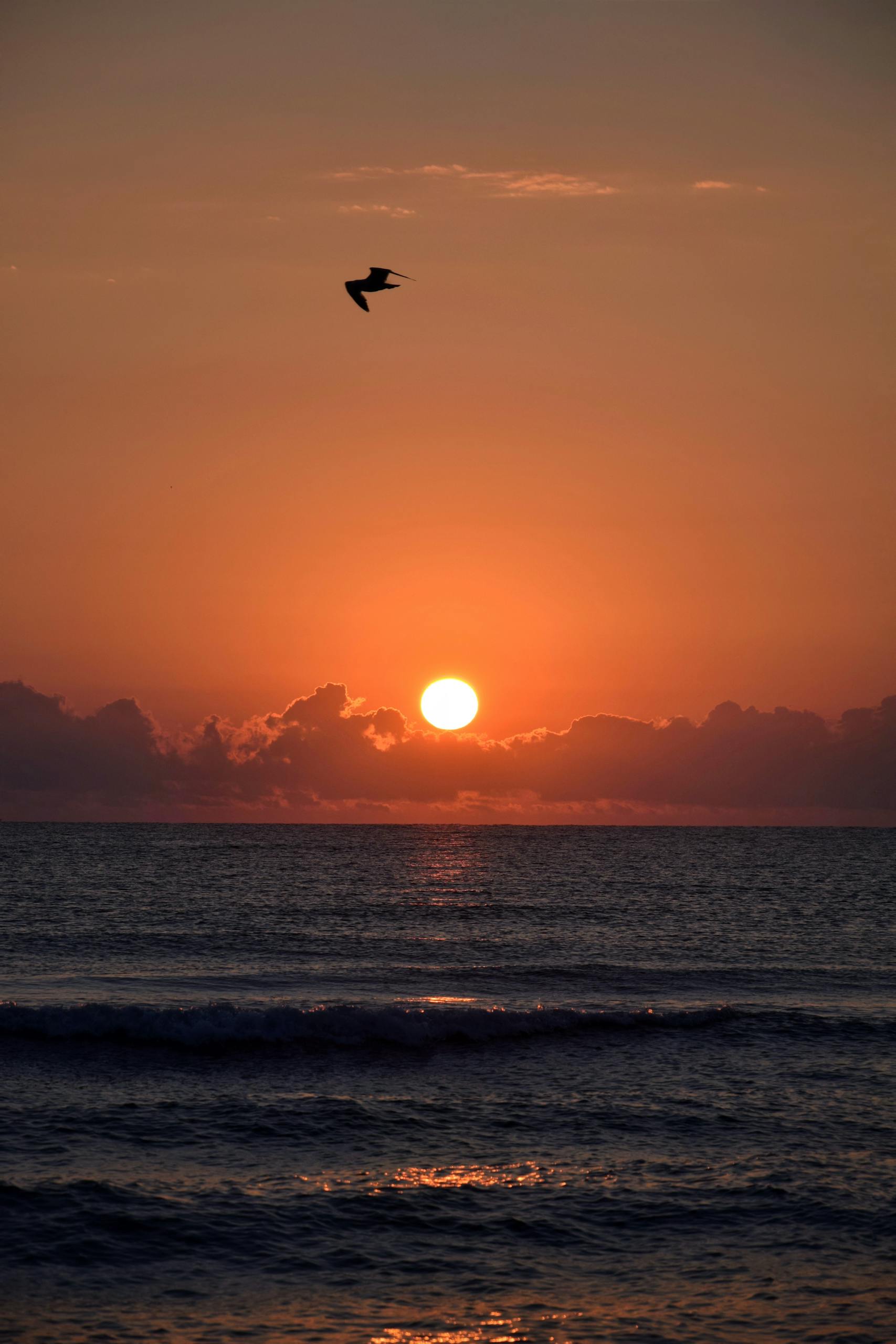 A tranquil sunrise over the ocean with a bird soaring gracefully in the sky.